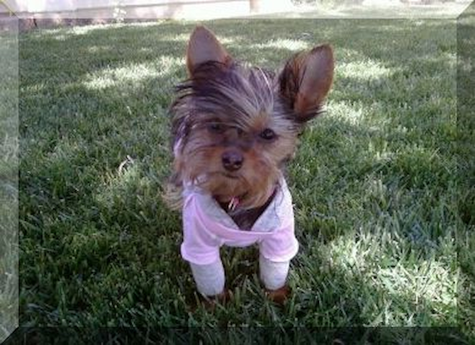 Bella~Formerly Alexandria of Affordablepups - Yorkshire Terrier Puppy For Sale Premier Pups Bella~Formerly Alexandria of Affordablepups - Yorkshire Terrier Puppy For Sale Premier Pups