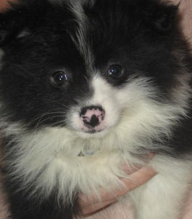 Gizmo formerly Shaq our 2nd puppy from here - Pomeranian Puppy For Sale Premier Pups Gizmo formerly Shaq our 2nd puppy from here - Pomeranian Puppy For Sale Premier Pups
