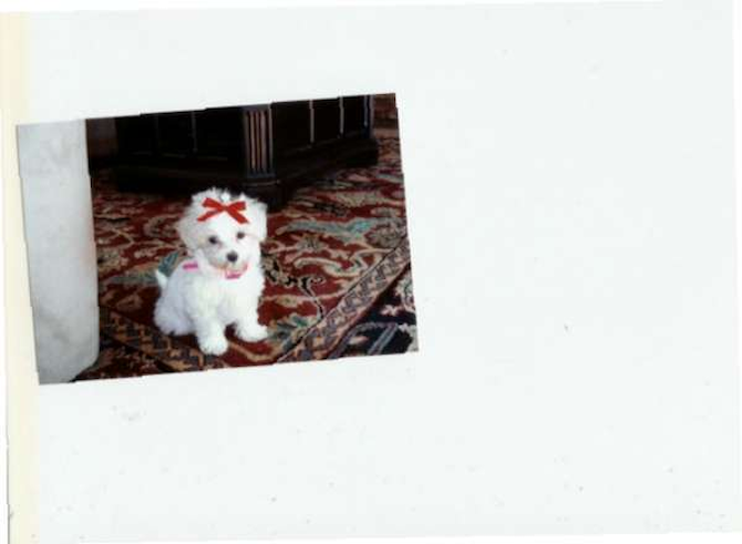 Zoey - Maltese Puppy For Sale Premier Pups Zoey - Maltese Puppy For Sale Premier Pups