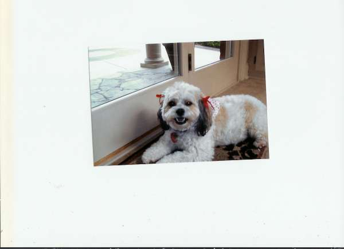 Jazzy - Shichon Puppy For Sale Premier Pups Jazzy - Shichon Puppy For Sale Premier Pups
