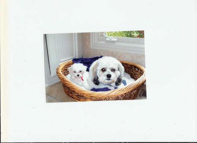 Zoey and Jazzy - Maltese Puppy For Sale Premier Pups Zoey and Jazzy - Maltese Puppy For Sale Premier Pups