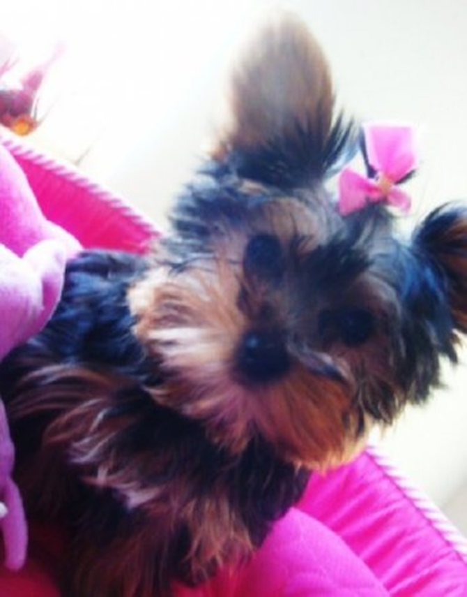 Mya (formally tinkerbell) - Yorkshire Terrier Puppy For Sale Premier Pups Mya (formally tinkerbell) - Yorkshire Terrier Puppy For Sale Premier Pups