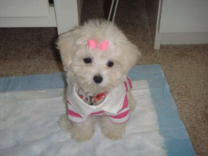 JOEY - Mixed breeds Puppy For Sale Premier Pups JOEY - Mixed breeds Puppy For Sale Premier Pups