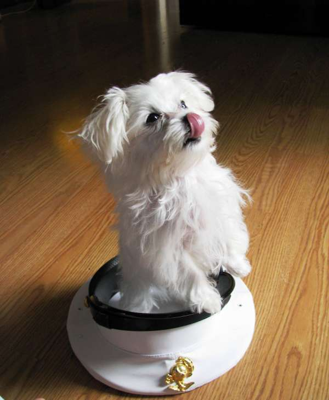 Wrigley Middleton - Maltese Puppy For Sale Premier Pups Wrigley Middleton - Maltese Puppy For Sale Premier Pups
