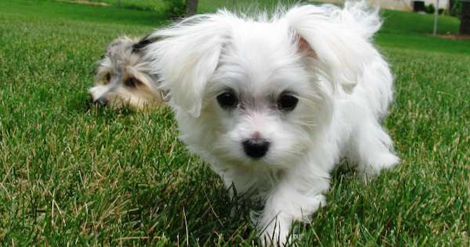 Wrigley Middleton - Maltese Puppy For Sale Premier Pups Wrigley Middleton - Maltese Puppy For Sale Premier Pups