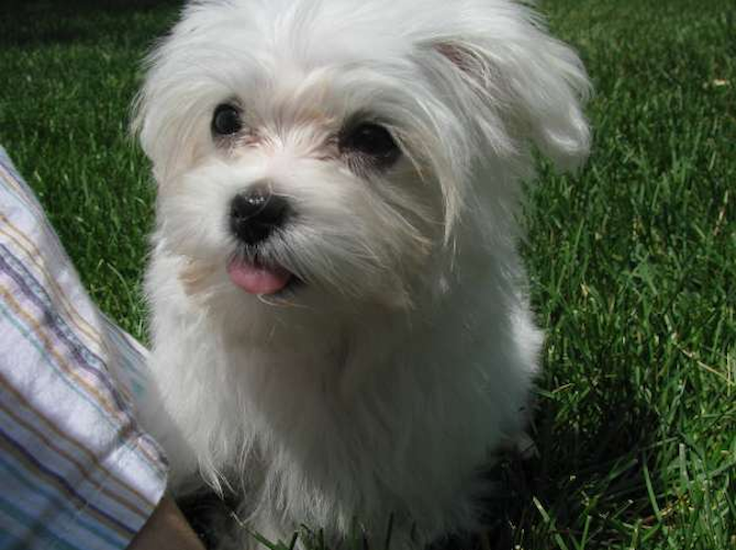 Wrigley Middleton - Maltese Puppy For Sale Premier Pups Wrigley Middleton - Maltese Puppy For Sale Premier Pups