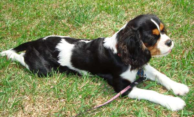 Lacey - Cavalier King Charles Spaniel Puppy For Sale Premier Pups Lacey - Cavalier King Charles Spaniel Puppy For Sale Premier Pups
