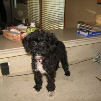 Chloe (formerly Lauren), a Poodle puppy from Bremen, Ohio Chloe (formerly Lauren), a Poodle puppy from Bremen, Ohio
