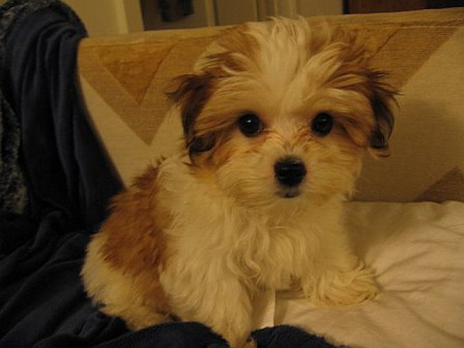 Molly (formerly Lily) - Havanese Puppy For Sale Premier Pups Molly (formerly Lily) - Havanese Puppy For Sale Premier Pups