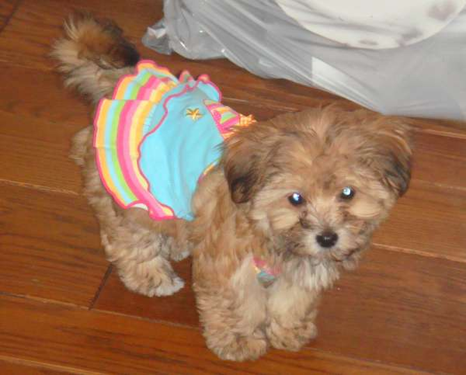 Ellie - Yorkshire Terrier Puppy For Sale Premier Pups Ellie - Yorkshire Terrier Puppy For Sale Premier Pups