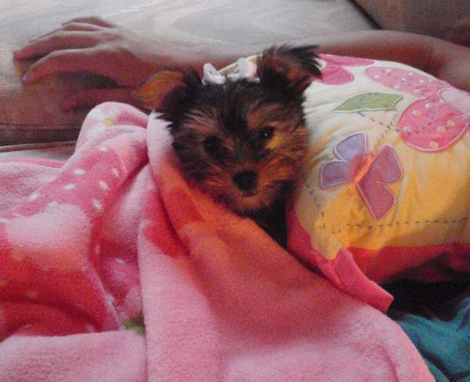 Bella - Yorkshire Terrier Puppy For Sale Premier Pups Bella - Yorkshire Terrier Puppy For Sale Premier Pups