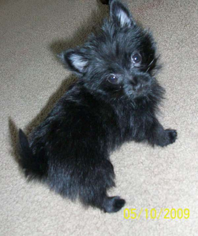 duman - Yorkshire Terrier Puppy For Sale Premier Pups duman - Yorkshire Terrier Puppy For Sale Premier Pups