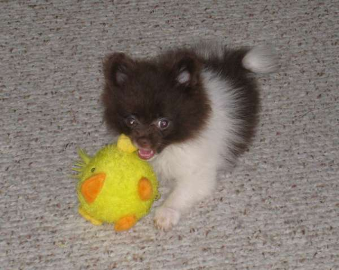 Farrah (formerly Halle) - Pomeranian Puppy For Sale Premier Pups Farrah (formerly Halle) - Pomeranian Puppy For Sale Premier Pups