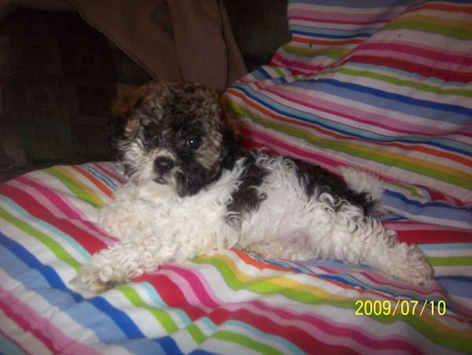 Dutch (formerly Toby) - Havanese Puppy For Sale Premier Pups Dutch (formerly Toby) - Havanese Puppy For Sale Premier Pups