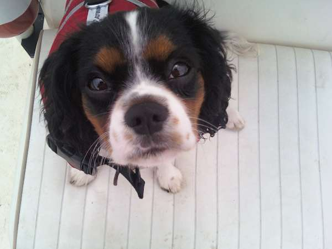 Jacob - King Charles Spaniel Puppy For Sale Premier Pups Jacob - King Charles Spaniel Puppy For Sale Premier Pups