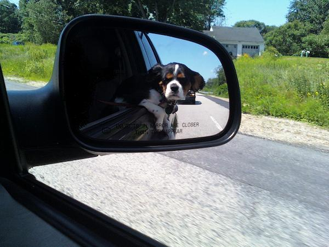 Jacob - King Charles Spaniel Puppy For Sale Premier Pups Jacob - King Charles Spaniel Puppy For Sale Premier Pups