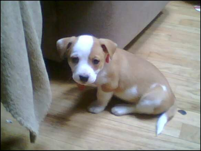 The Dutchess of York (a.k.a Dutchess) - Mixed breeds Puppy For Sale Premier Pups The Dutchess of York (a.k.a Dutchess) - Mixed breeds Puppy For Sale Premier Pups