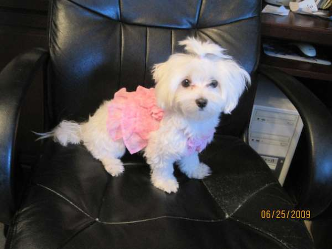 Princess - Maltese Puppy For Sale Premier Pups Princess - Maltese Puppy For Sale Premier Pups