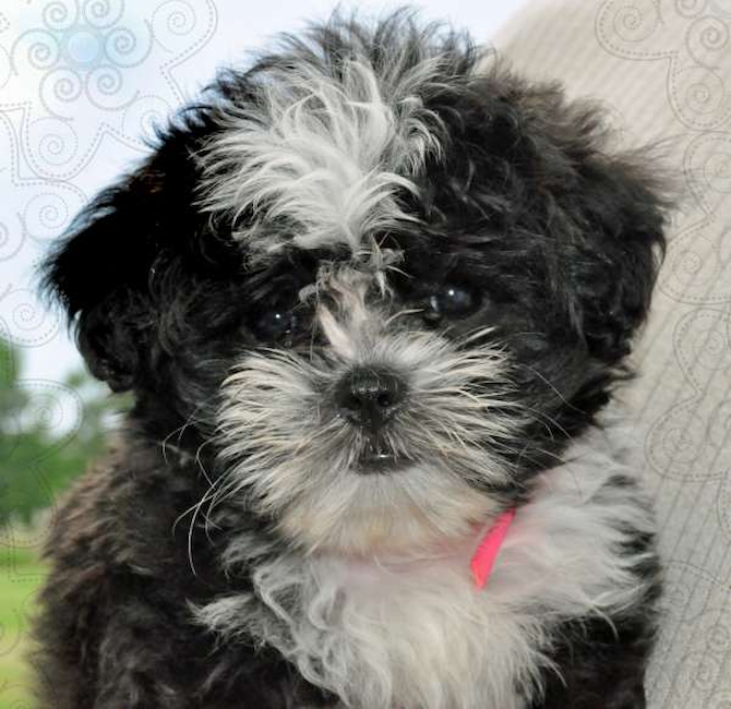 Daisi Mae (formally Megs) Malti-pooh - Maltese Puppy For Sale Premier Pups Daisi Mae (formally Megs) Malti-pooh - Maltese Puppy For Sale Premier Pups