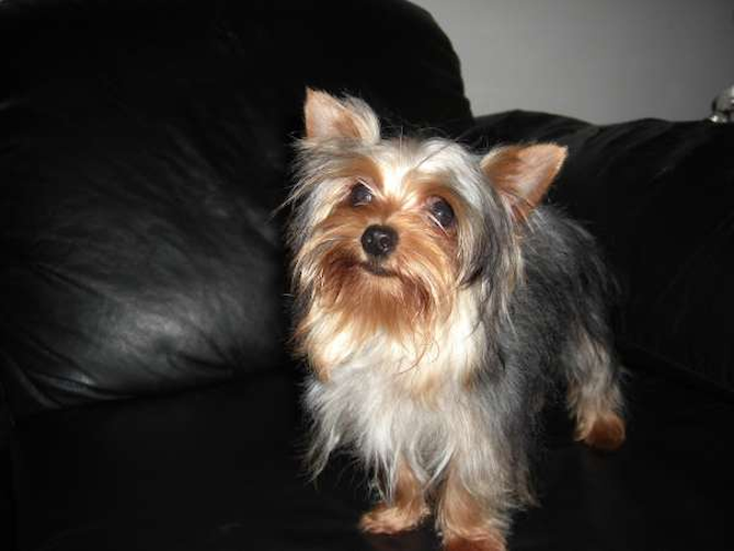 Guapo - Yorkshire Terrier Puppy For Sale Premier Pups Guapo - Yorkshire Terrier Puppy For Sale Premier Pups