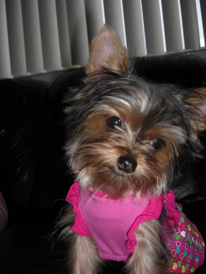 Bella - Yorkshire Terrier Puppy For Sale Premier Pups Bella - Yorkshire Terrier Puppy For Sale Premier Pups