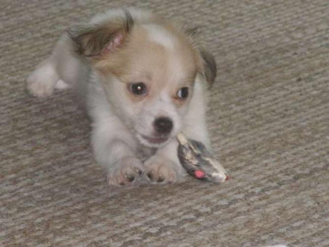 Izzy - Papillon Puppy For Sale Premier Pups Izzy - Papillon Puppy For Sale Premier Pups