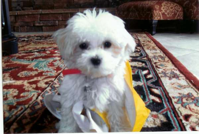Zoey, formerly Molly - Maltese Puppy For Sale Premier Pups Zoey, formerly Molly - Maltese Puppy For Sale Premier Pups