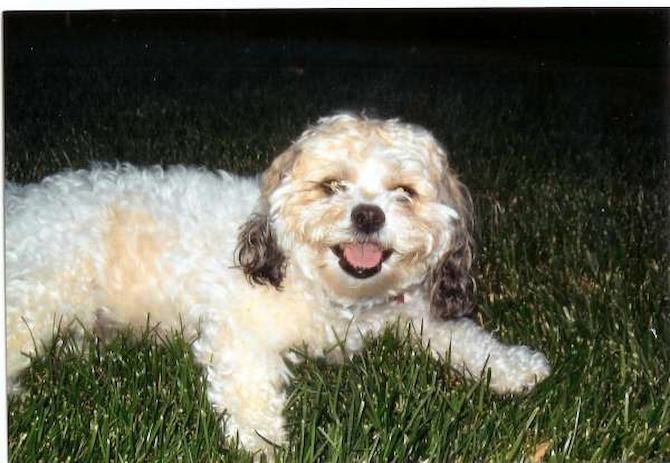 Jazzy - Shichon Puppy For Sale Premier Pups Jazzy - Shichon Puppy For Sale Premier Pups