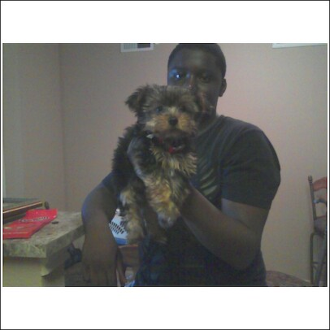 Teddy B - Yorkshire Terrier Puppy For Sale Premier Pups Teddy B - Yorkshire Terrier Puppy For Sale Premier Pups