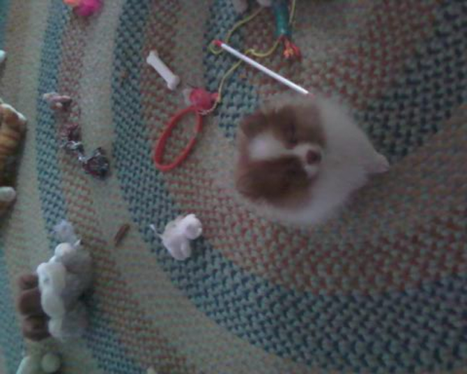 Jacob - Pomeranian Puppy For Sale Premier Pups Jacob - Pomeranian Puppy For Sale Premier Pups