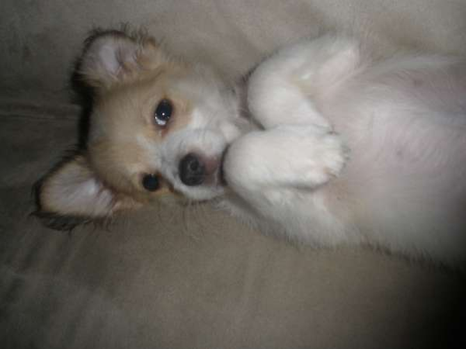 Izzy - Papillon Puppy For Sale Premier Pups Izzy - Papillon Puppy For Sale Premier Pups