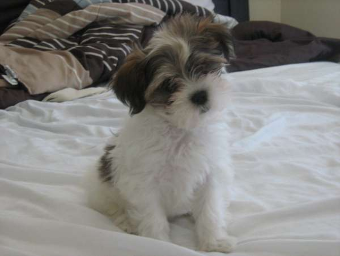Benji - Shih Tzu Puppy For Sale Premier Pups Benji - Shih Tzu Puppy For Sale Premier Pups