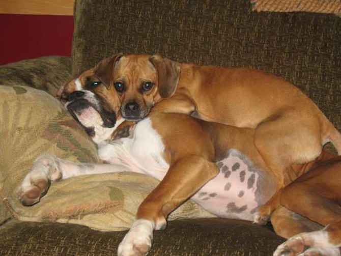 Mia (Puggle) Pauli (Boxer_ - Boxer Puppy For Sale Premier Pups Mia (Puggle) Pauli (Boxer_ - Boxer Puppy For Sale Premier Pups