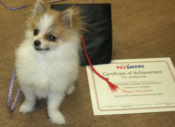 Sonny - Pomeranian Puppy For Sale Premier Pups Sonny - Pomeranian Puppy For Sale Premier Pups