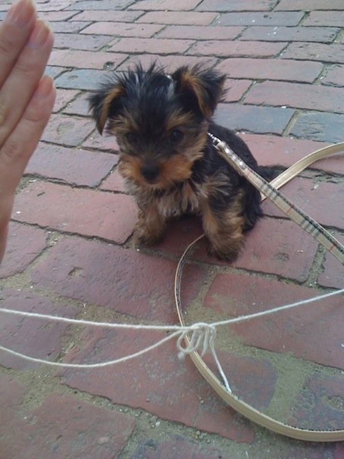 Lula-Mae Famous (AKA Twinkle) - Yorkshire Terrier Puppy For Sale Premier Pups Lula-Mae Famous (AKA Twinkle) - Yorkshire Terrier Puppy For Sale Premier Pups