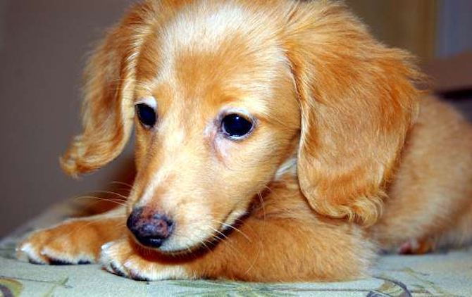 Achilles - Dachshund Puppy For Sale Premier Pups Achilles - Dachshund Puppy For Sale Premier Pups