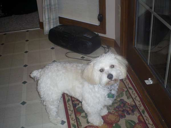 Guido - Mixed breeds Puppy For Sale Premier Pups Guido - Mixed breeds Puppy For Sale Premier Pups