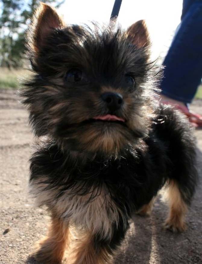 Diamond (formerly Rachel) - Yorkshire Terrier Puppy For Sale Premier Pups Diamond (formerly Rachel) - Yorkshire Terrier Puppy For Sale Premier Pups