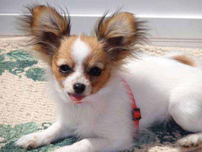 Cici formaly Lacey - Papillon Puppy For Sale Premier Pups Cici formaly Lacey - Papillon Puppy For Sale Premier Pups
