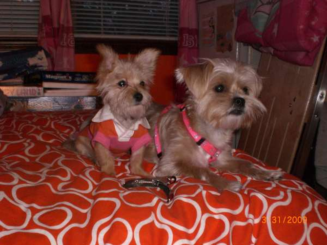 Emma (formly Lauren) and Sarabeth - Yorkshire Terrier Puppy For Sale Premier Pups Emma (formly Lauren) and Sarabeth - Yorkshire Terrier Puppy For Sale Premier Pups