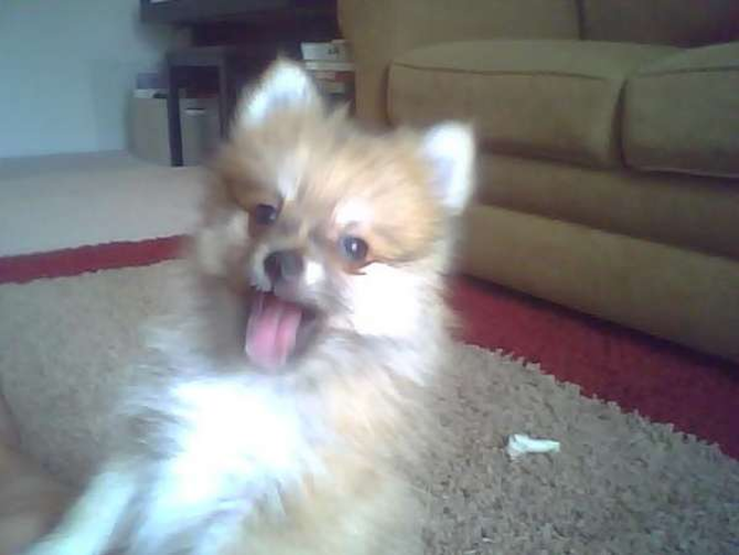 Chester (formerly Teddy) - Pomeranian Puppy For Sale Premier Pups Chester (formerly Teddy) - Pomeranian Puppy For Sale Premier Pups