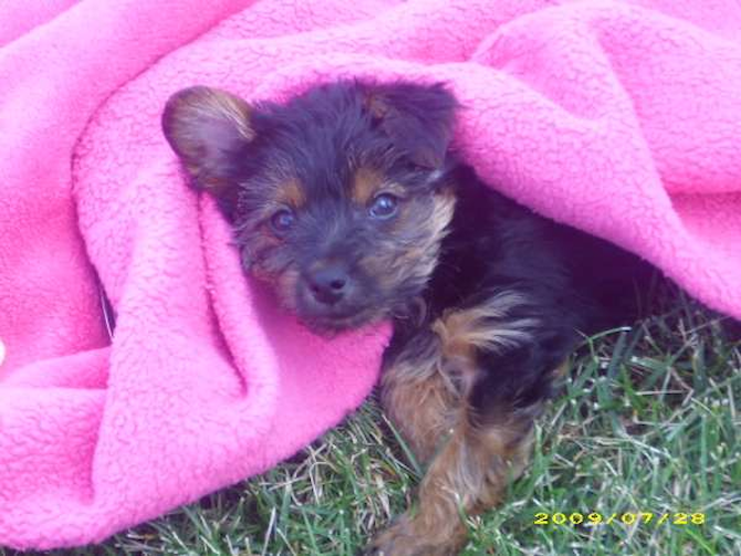 Rascal (formerly jeremy) - Yorkshire Terrier Puppy For Sale Premier Pups Rascal (formerly jeremy) - Yorkshire Terrier Puppy For Sale Premier Pups
