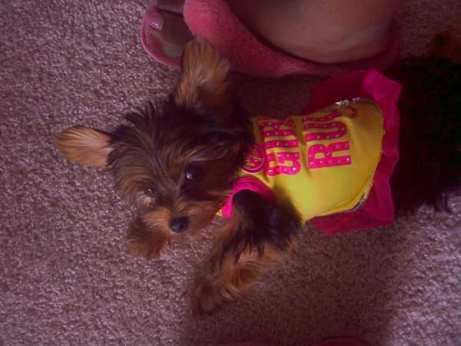 PRETTIE (Formerly J-Lo) - Yorkshire Terrier Puppy For Sale Premier Pups PRETTIE (Formerly J-Lo) - Yorkshire Terrier Puppy For Sale Premier Pups