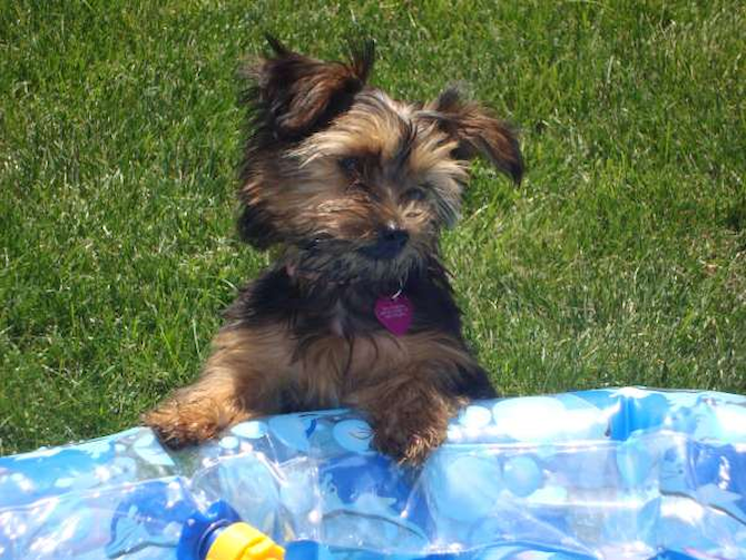 Mia (formerly Addison) - Yorkshire Terrier Puppy For Sale Premier Pups Mia (formerly Addison) - Yorkshire Terrier Puppy For Sale Premier Pups