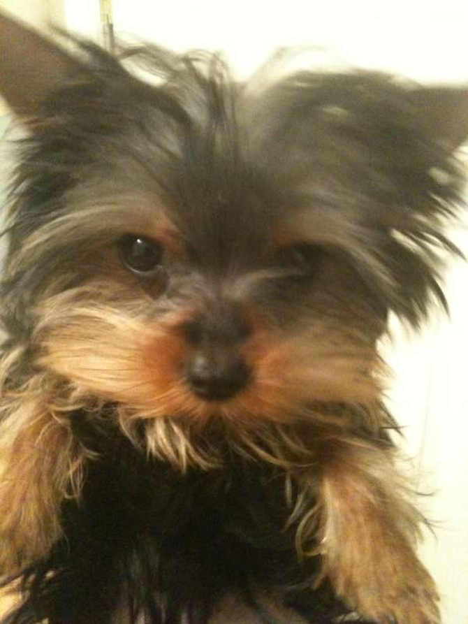 Bella - Yorkshire Terrier Puppy For Sale Premier Pups Bella - Yorkshire Terrier Puppy For Sale Premier Pups
