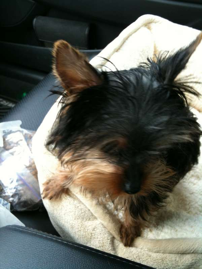Bella - Yorkshire Terrier Puppy For Sale Premier Pups Bella - Yorkshire Terrier Puppy For Sale Premier Pups