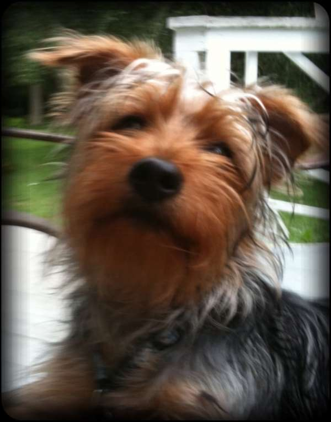 Tyler (f.k.a "Snickers) - Yorkshire Terrier Puppy For Sale Premier Pups Tyler (f.k.a "Snickers) - Yorkshire Terrier Puppy For Sale Premier Pups