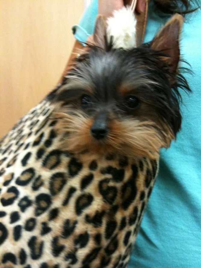 Bella - Yorkshire Terrier Puppy For Sale Premier Pups Bella - Yorkshire Terrier Puppy For Sale Premier Pups