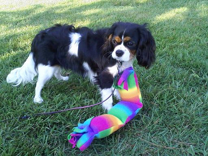 Lacey - Cavalier King Charles Spaniel Puppy For Sale Premier Pups Lacey - Cavalier King Charles Spaniel Puppy For Sale Premier Pups