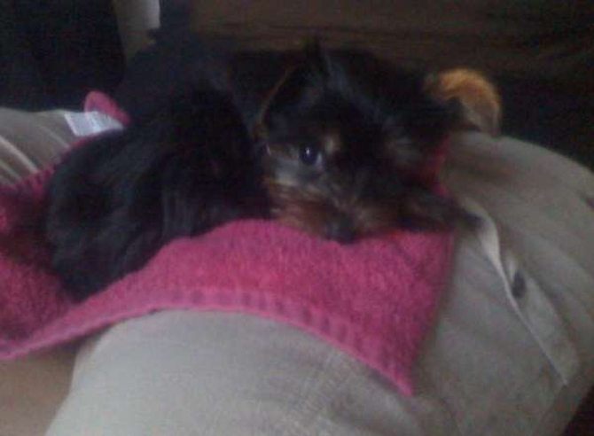 Zoey formerly known as Rhianna - Yorkshire Terrier Puppy For Sale Premier Pups Zoey formerly known as Rhianna - Yorkshire Terrier Puppy For Sale Premier Pups